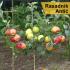 Obezbedite kvalitetne i sertifikovane sadnice voća u Rasadniku Antić 