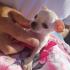 Mini Princess Čivave (CHIHUAHUE). Najmanje kuce na svetu. 381616888070 