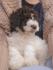Zenka Lagotto romanjolo