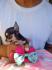 Princess mini chihuahuas