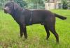 Braon Labrador za parenje