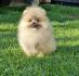 Pomeranac Boo