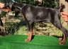 Doberman štenci 