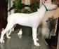Dogo argentino