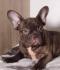 Francuski buldog