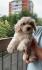 Maltipoo Maltezer-Pudla 