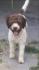 Lagotto Romagnolo stenad vrhunske genetike