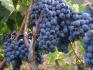 Sadnice grozdja za proleće 2023 veliki izbor sorti 